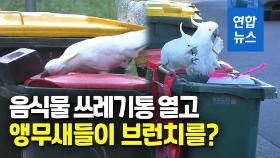 [영상] 앵무새가 돌까지 밀어내?…시드니 음식물 쓰레기통 덮개 '전쟁'
