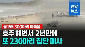 [영상] 호주 돌고래 또 떼죽음…같은 해변서 230마리 폐사