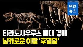 [영상] 티라노사우루스 렉스 뼈대 아시아 첫 경매…낙찰 추정가 무려
