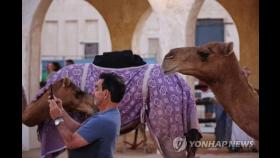 [월드컵] 밀려드는 손님에 카타르 낙타들 '초과근무 중'