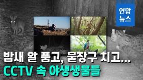 [영상] '새해인사' 멧토끼·'식빵자세' 삵…국립공원 동물영상 공개