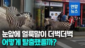 [영상] 어린이대공원 얼룩말 탈출 소동…3시간반 만에 '서울 구경' 끝