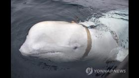 '러시아 스파이' 의심받았던 돌고래, 스웨덴 해안에 다시 출몰