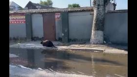댐 폭발로 집 잃은 비버, 우크라 거리에…동물원 300마리 떼죽음