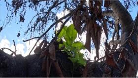 산불로 탄 하와이 명물 반얀트리에 새잎 돋아나…