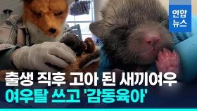 [영상] 지극정성으로 새끼여우 돌보는 야생동물센터…여우탈 쓴 까닭