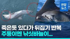 [영상] 죽은듯 뒤집기만 반복…낚싯줄 칭칭 감긴 아기돌고래 '위태'