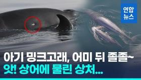 [영상] 어미·새끼 밍크고래 '세계 첫' 투샷…등엔 열대상어 물린 상처