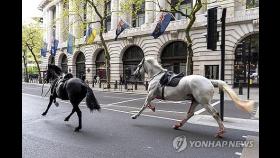 탈출한 英근위대 군마 런던 도심 질주…