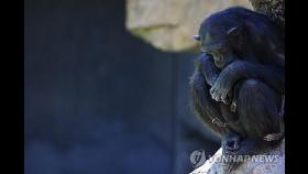 죽은 자식 차마 놓지 못하는 어미 침팬지…스페인 동물원 '울컥'
