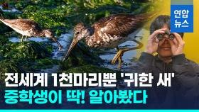 [영상] 중학생 눈에 첫 포착!…멸종위기 '청다리도요사촌' 울산서 발견