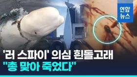 [영상] 하루 만에 사체로…'러 스파이' 의심받던 흰돌고래, 총상 흔적