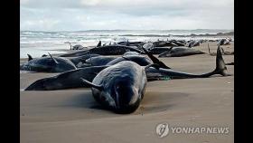 호주해변 밀려든 돌고래떼 구조 실패…157마리 폐사·안락사