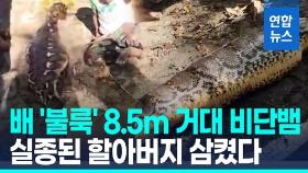 [영상] '배 불룩' 8.5m 거대 비단뱀…배 갈라보니 노인 시신 '충격'