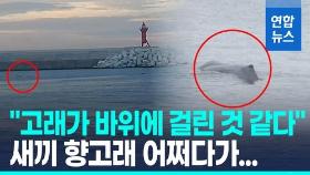 [영상] 항구에 검은 물체가…부산 연안서 적도에 사는 새끼 향고래 출현