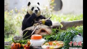 푸바오, 중국서 5살 생일상 받아…'죽순 콘' 먼저 맛봐