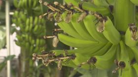 충북에 열대우림이…바나나 농장서 생태학습
