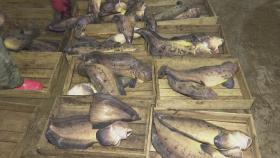 남해안 물메기, 이상 고온으로 어획량 급감