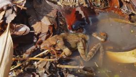 포근한 겨울에 27일 빨리 알 낳은 개구리
