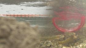 멸종위기 민물고기 풀어놓은 강에 땅파기 허가한 지자체