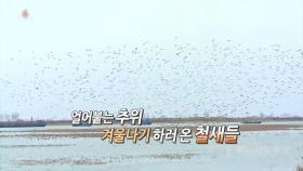 [영상구성] 北 철새보호구