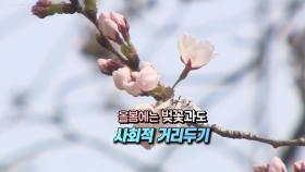 [영상구성] 올봄에는 '벚꽃과도 사회적 거리두기'