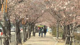 벚꽃과 거리두기…여의도 윤중로 보행로 통제