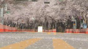 벚꽃과 거리두기…여의도 윤중로 보행로 통제