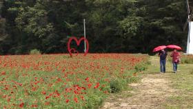 꽃 양귀비 '붉은 유혹'…빨간 양산으로 거리두기