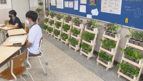 녹색식물 자라는 친환경교실…실내 공기정화는 '덤'