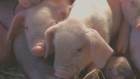 中 돼지열병 이어 돼지 구제역·소 전염병도 발병