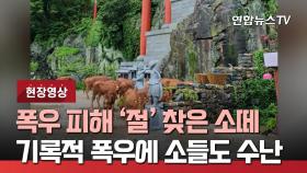 [현장영상] 축사 탈출해 '절'로 피난 간 소떼…기록적 폭우에 소들도 수난