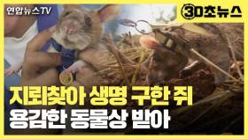 [30초뉴스] 지뢰 찾아 사람 생명 구한 쥐, 용감한 동물상 받아