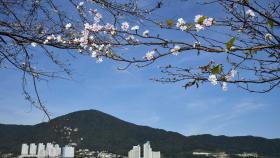 추석에 찾아온 '봄의 전령'…벚꽃, 제철 잊고 활짝