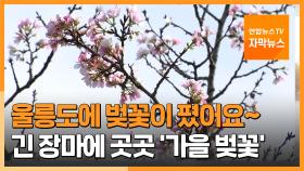 [자막뉴스] 남부지역 곳곳에 '가을벚꽃' 활짝…