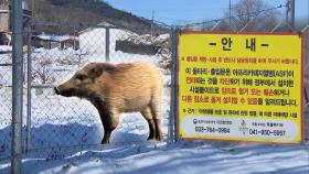 '돼지열병 광역울타리' 맹신 그만…