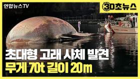 [30초뉴스] 항구에 떠밀려온 길이 20m 초대형 고래 사체…무슨 일이?