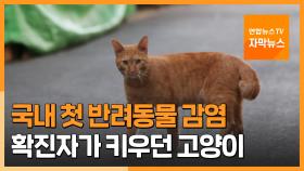 [자막뉴스] 국내 첫 반려동물 감염…확진자가 키우던 고양이