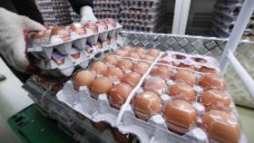 [센터뉴스] 오늘부터 달걀·가공품 5만톤 수입관세 면제 外