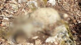 설악산국립공원서 ASF감염 멧돼지 폐사체 첫 발견