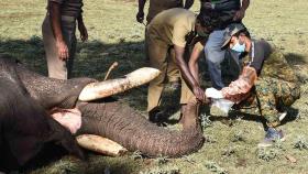 인도, 코끼리도 무더기 확진…'고무줄 통계' 논란도