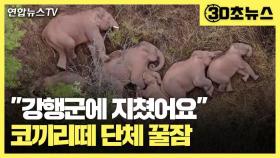 [30초뉴스] 중국 야생 코끼리떼, 500km 대장정에 지쳐 단체 '꿀잠'