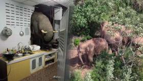 태국서 코끼리 민가에 난입…중국도 코끼리떼에 골머리