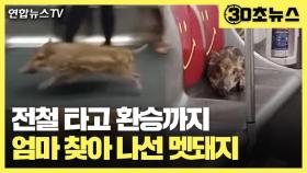 [30초뉴스] 새끼 멧돼지의 '엄마 찾아 삼만리'…홀로 전철타고 바다 건너