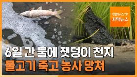 [자막뉴스] 엿새 만에 꺼졌지만 잿덩이 천지…물고기 죽고 농사 망쳐