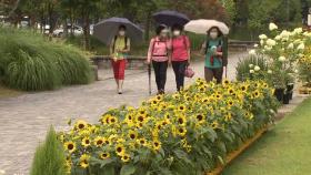 서울대공원 희망의 해바라기 물결…코로나 우울 극복