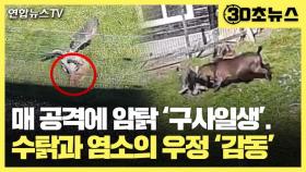 [30초뉴스] 매 공격에 암탉 '구사일생'…수탉과 염소의 우정 '감동'