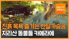 [자막뉴스] 진흙 목욕 즐기는 반달가슴곰…카메라에 포착된 지리산 동물들