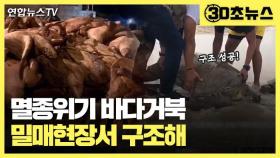 [30초뉴스] '밀매 적발' 멸종위기 바다거북 41마리 구조