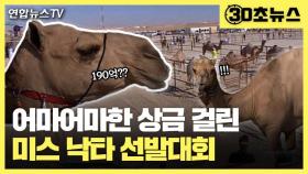 [30초뉴스] 중동 사막서 미녀 낙타 선발대회 열려